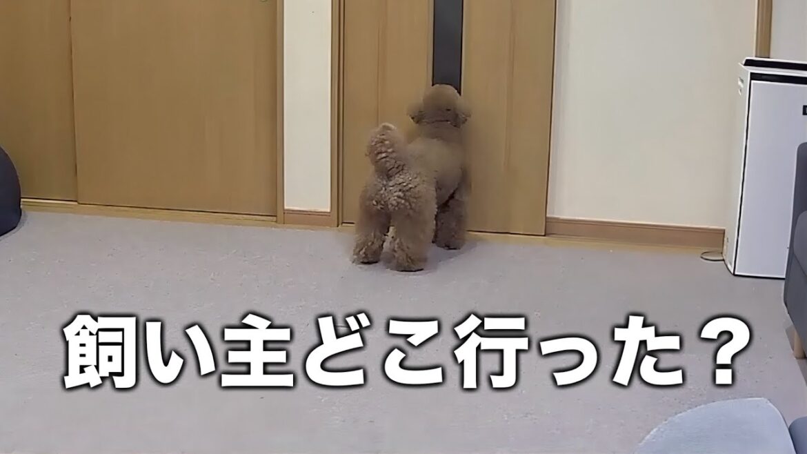 怒った飼い主がそのまま家を出たらどんな反応をするのか？【トイプードル】