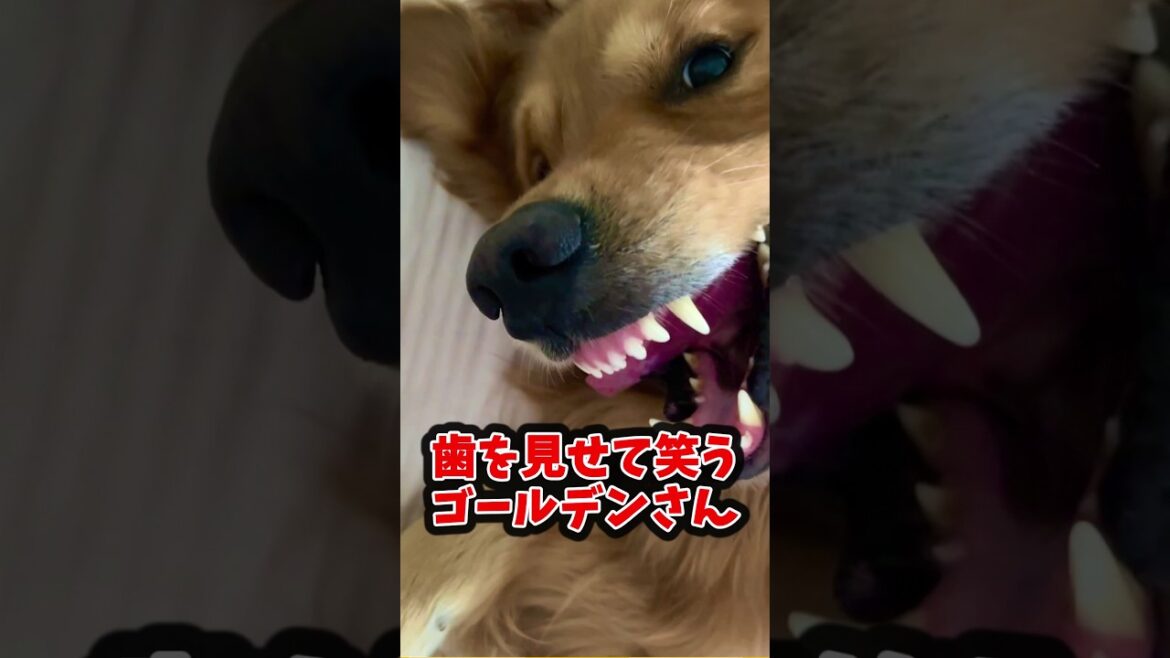 ゴールデンレトリーバー見て癒されたら寝ろｗｗｗ #動物 #いぬ #2ch動物スレ