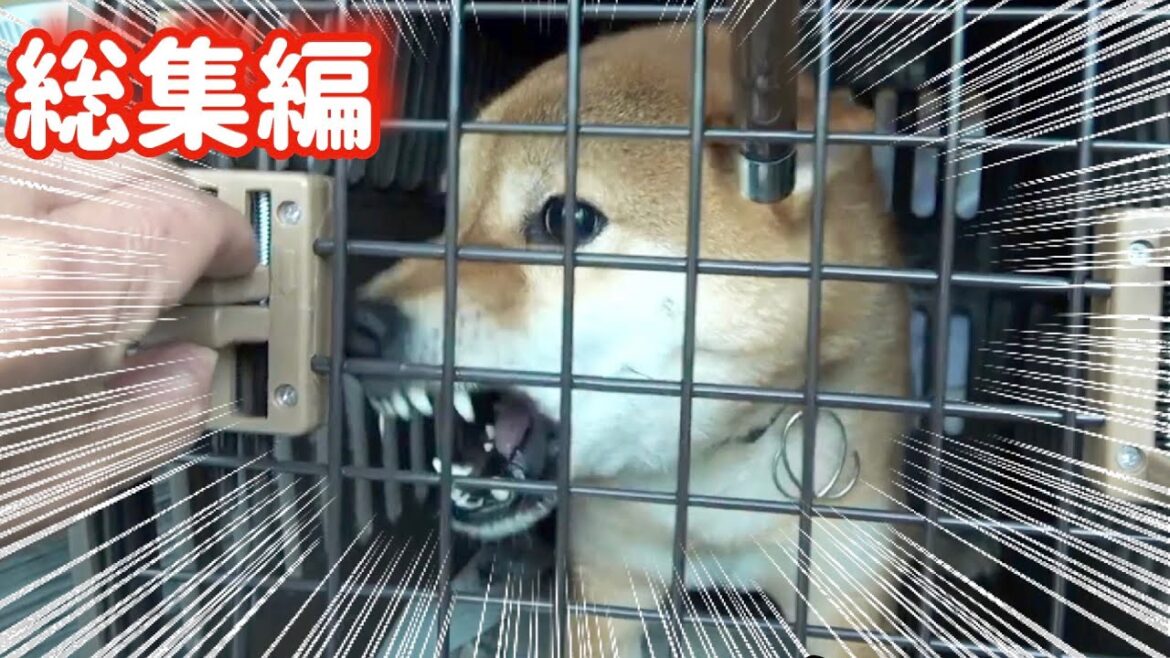 家族全員に噛み付き触れなくなった柴犬の末路（巧くん総集編）