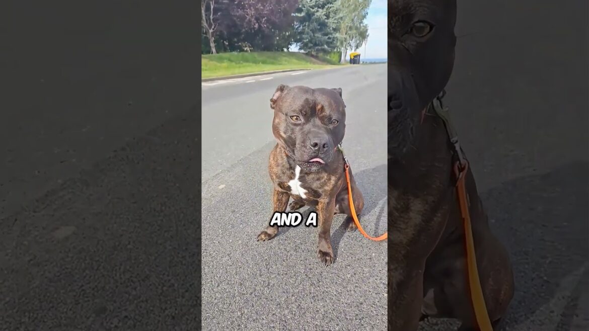 Meet the staffy #dogbreeds