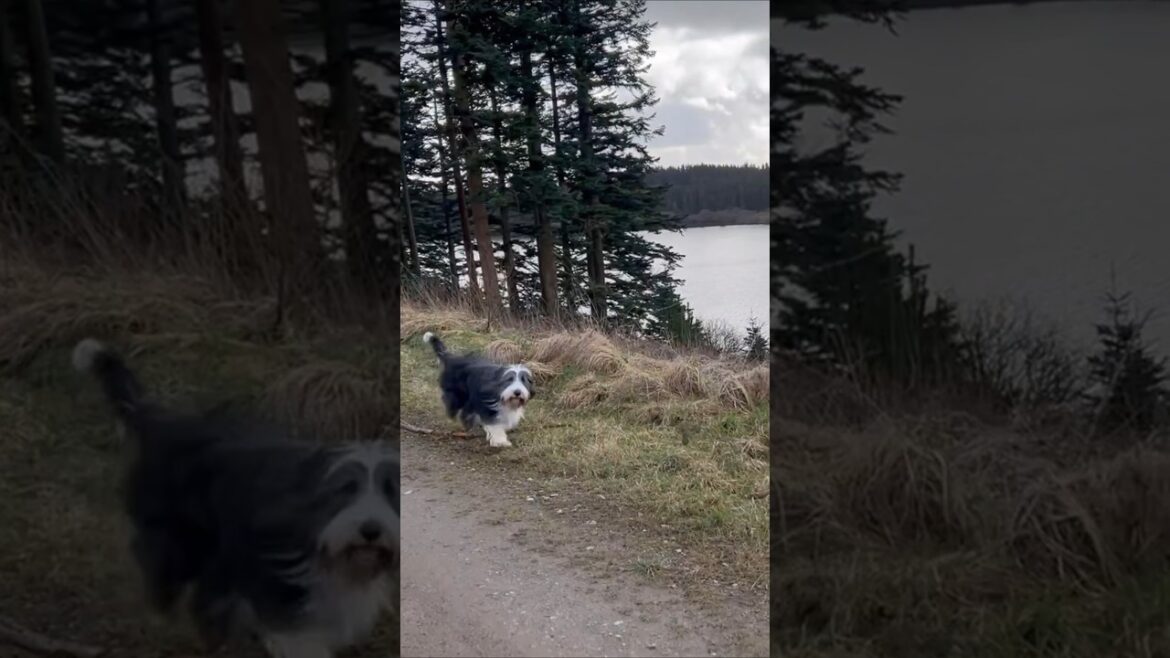 🐕Meet my hiking buddy!😀 #dog #beardedcollie #colliedog #shorts #dogshorts