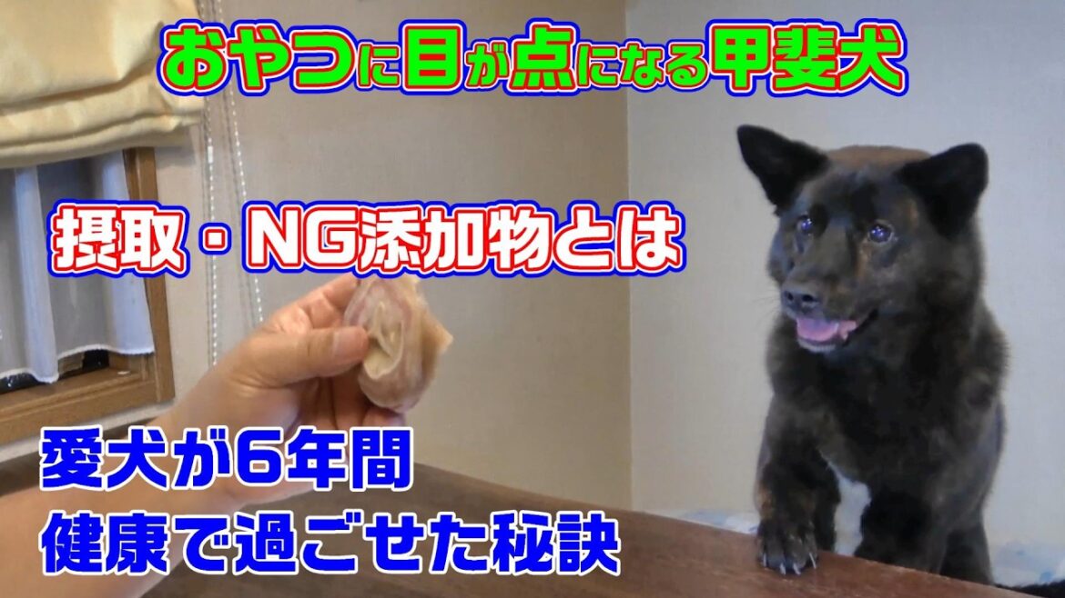 おやつに目が点になる甲斐犬‐ 甲斐犬いち おやつに目が点になる甲斐犬‐ 甲斐犬いち