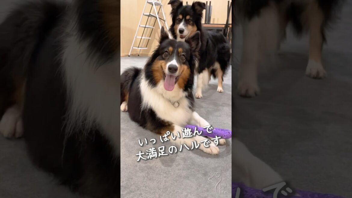 大好きなおもちゃで遊びたい犬の圧が強い😂#オーストラリアンシェパード #ボーダーコリー 大好きなおもちゃで遊びたい犬の圧が強い😂#オーストラリアンシェパード #ボーダーコリー