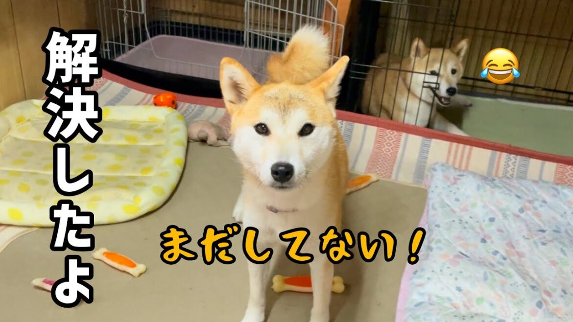 解決したはずなのに納得がいかない柴犬の女の子がかわいい 解決したはずなのに納得がいかない柴犬の女の子がかわいい