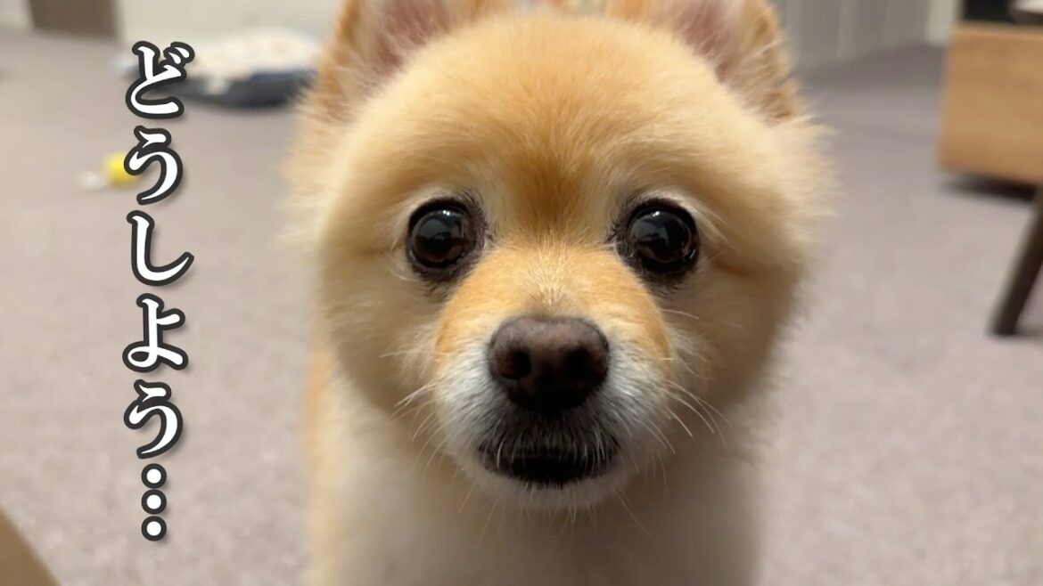 東京に戻ってきてから、残念なことがありました…