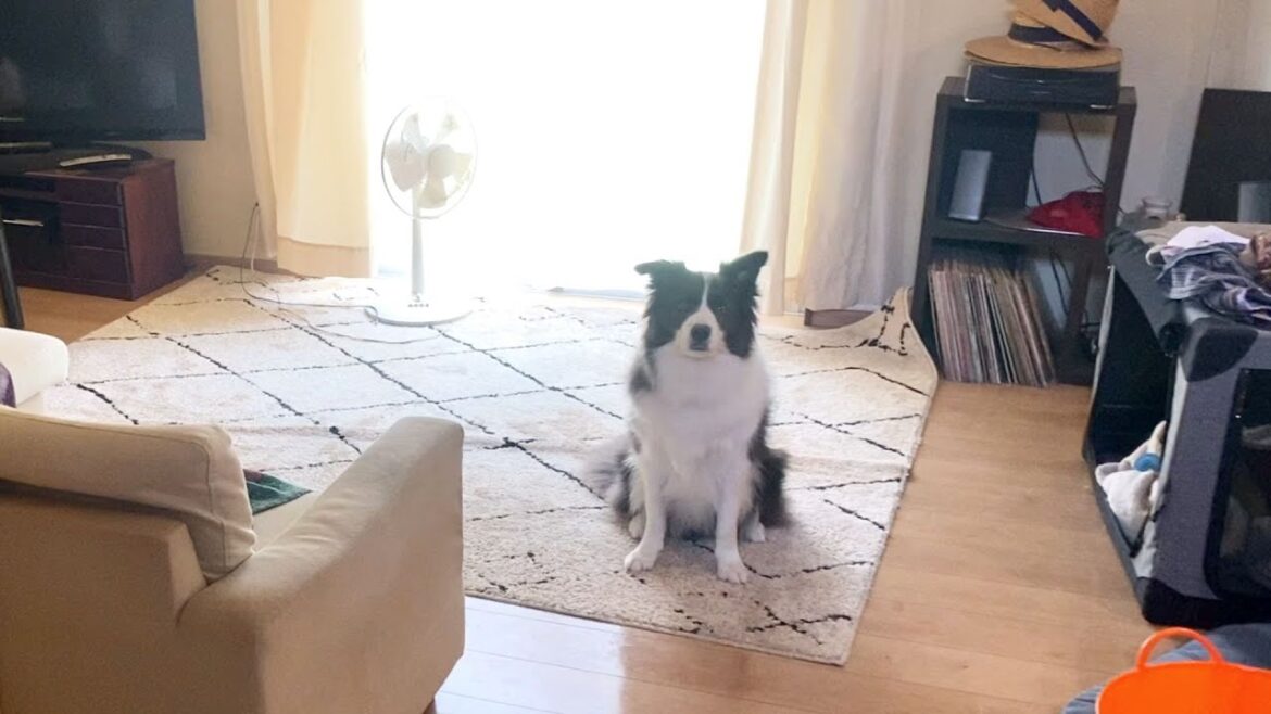 【ワンオペ1週間】旦那が帰省したので、ボーダーコリーと二人だけの生活に完全密着してみた【ドキュメント】 【ワンオペ1週間】旦那が帰省したので、ボーダーコリーと二人だけの生活に完全密着してみた【ドキュメント】