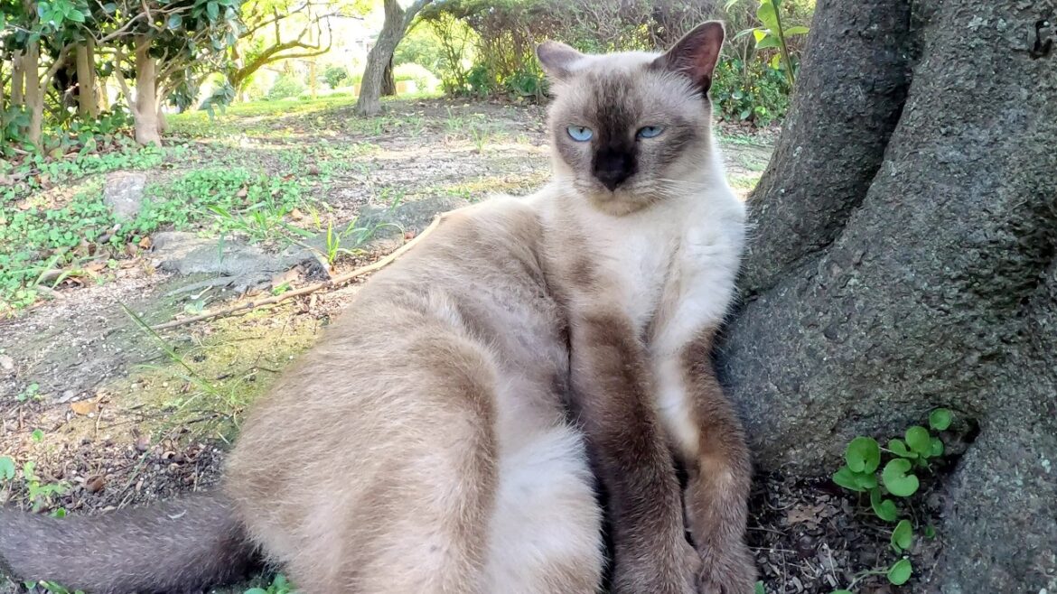 シャム猫が「どうぞモフりなさい!」と地面にゴロンと寝転ぶ シャム猫が「どうぞモフりなさい!」と地面にゴロンと寝転ぶ