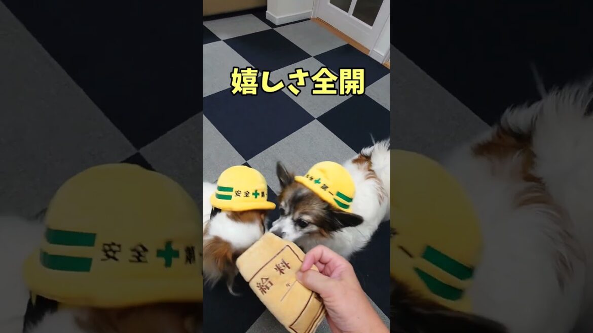 今日は給料日(^o^)丿 #給料日 #可愛いわんこ #パピヨン犬