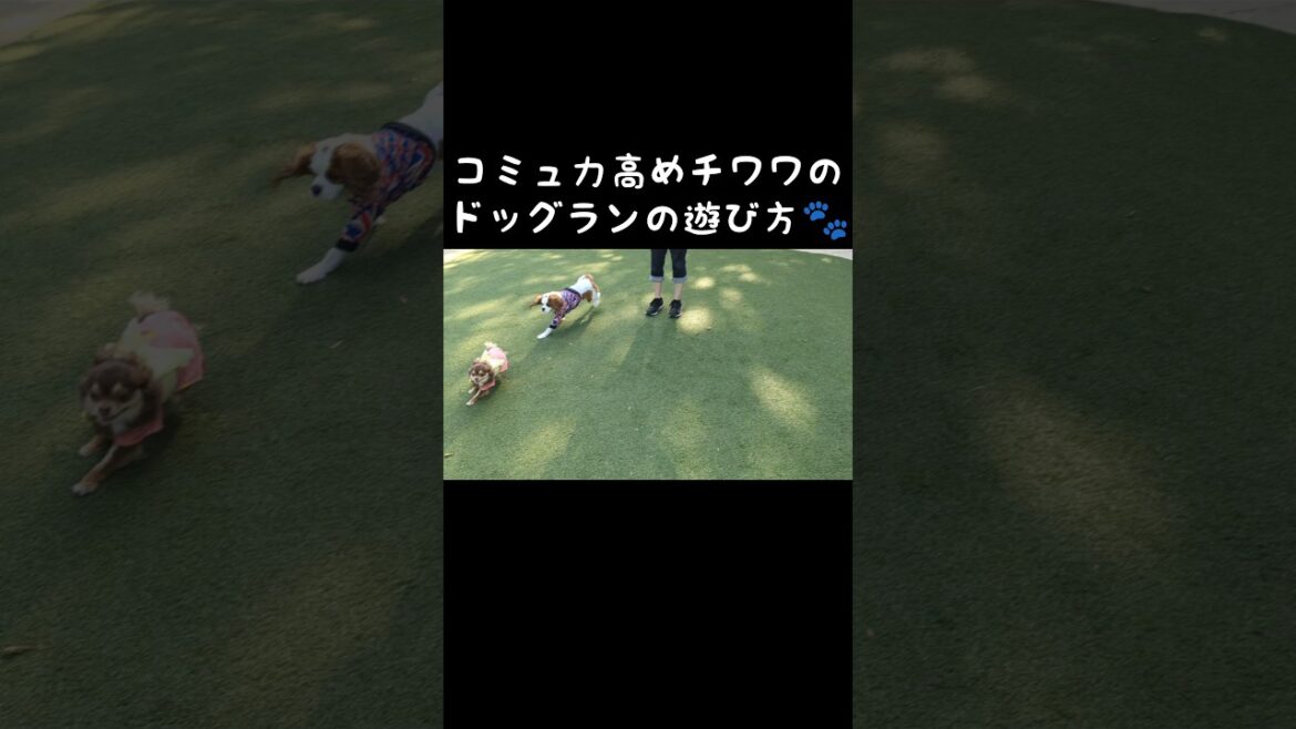 コミュ力高めチワワのドッグランでの遊び方🐾 #shorts #チワワ #チョコタン #クーッとくぅちゃん #chihuahua