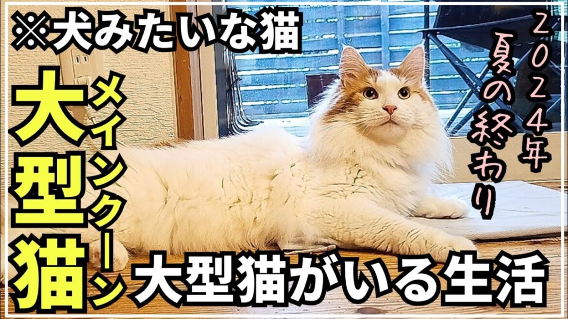 実際にメインクーンの居る日常はこんな感じ【2024夏の終わり】 実際にメインクーンの居る日常はこんな感じ【2024夏の終わり】