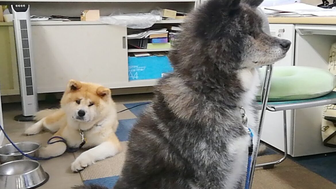 秋田犬会館配信！