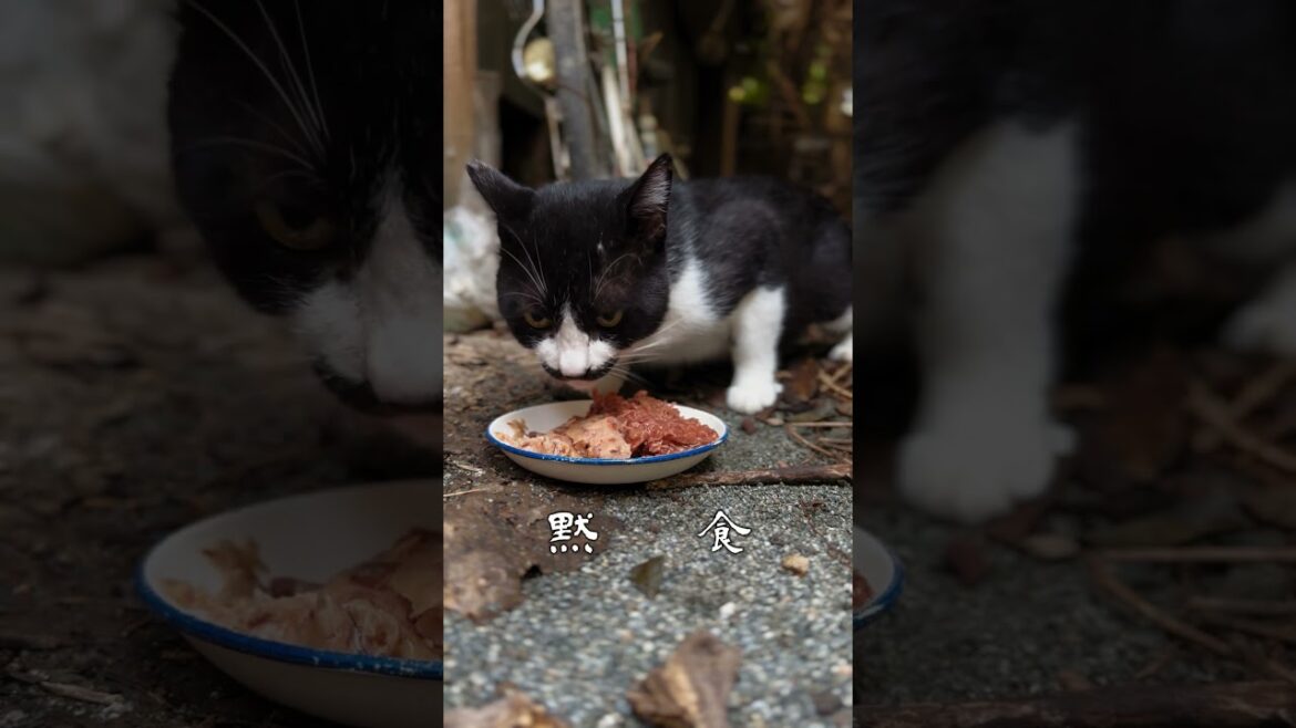荒くれ地域猫 チビパパ 黙食  # #地域猫 #野良猫 #ネコ #shorts 荒くれ地域猫 チビパパ 黙食  # #地域猫 #野良猫 #ネコ #shorts
