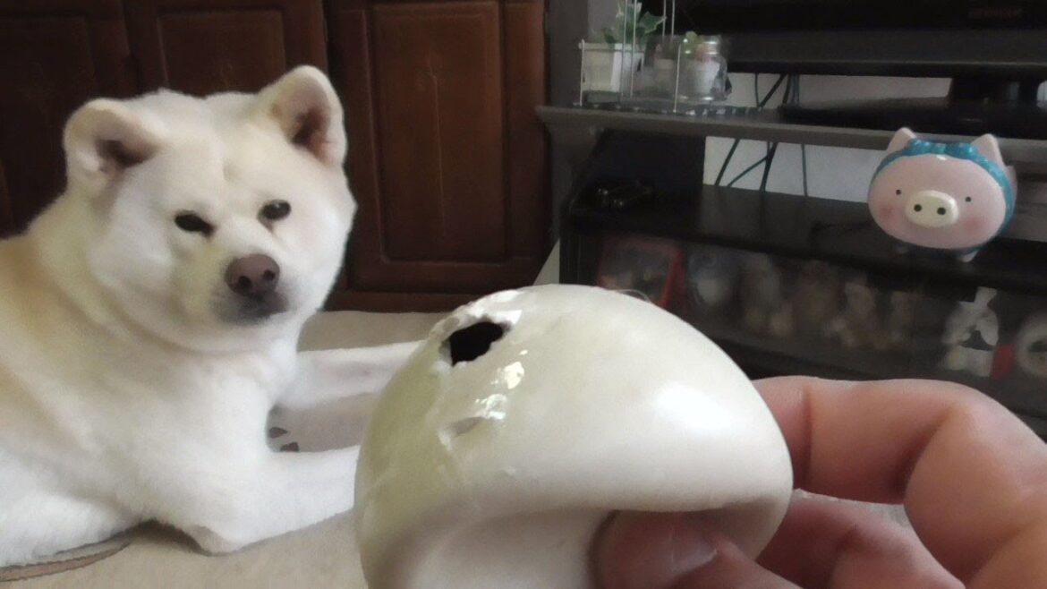 【秋田犬ゆうき】ボールというのは直ちに穴を開けてぺこぺこにして遊ぶものだという認識しかない【akita dog】