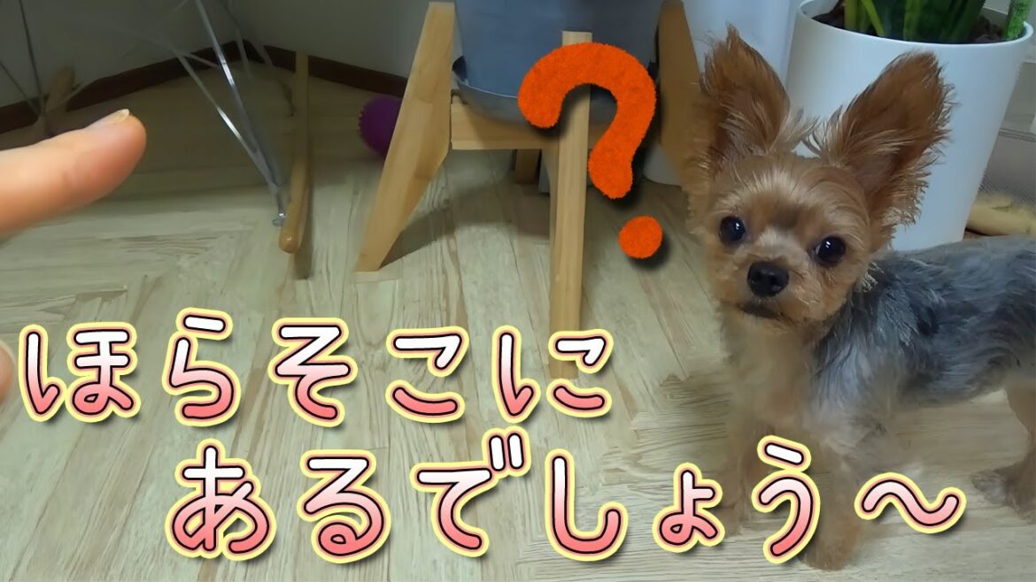 【ヨークシャテリア】天然ボケをかましてくるヨークシャテリア【Yorkshire Terrier】 【ヨークシャテリア】天然ボケをかましてくるヨークシャテリア【Yorkshire Terrier】