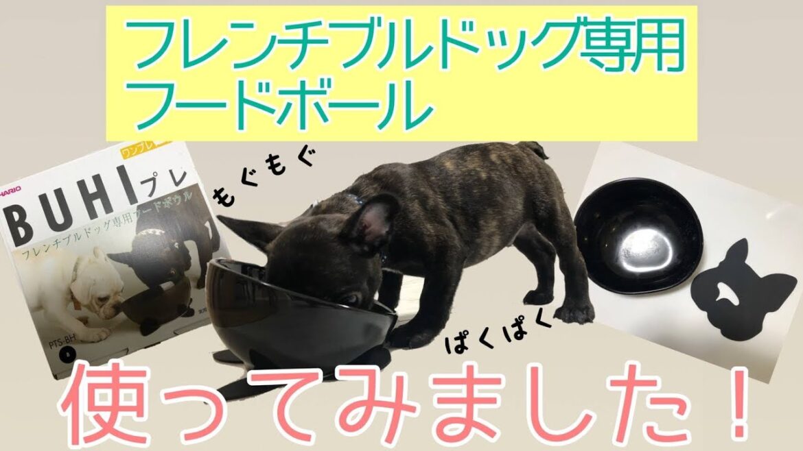 BUHIプレ使ってみました♪フレンチブルドッグ専用フードボール【チワマル＆フレンチブルドッグ子犬多頭飼い】