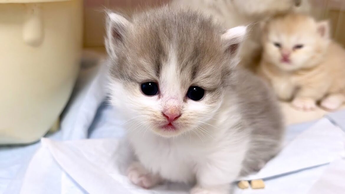 【マンチカンの子猫】顔がどんどん可愛く育っていく件 ~猫のいる生活Vol.1008~出産動画 マンチカン短足・ミヌエット・ペルシャ猫専門ブリーダー『ペット蔵人』【子猫の成長記録】 【マンチカンの子猫】顔がどんどん可愛く育っていく件 ~猫のいる生活Vol.1008~出産動画 マンチカン短足・ミヌエット・ペルシャ猫専門ブリーダー『ペット蔵人』【子猫の成長記録】