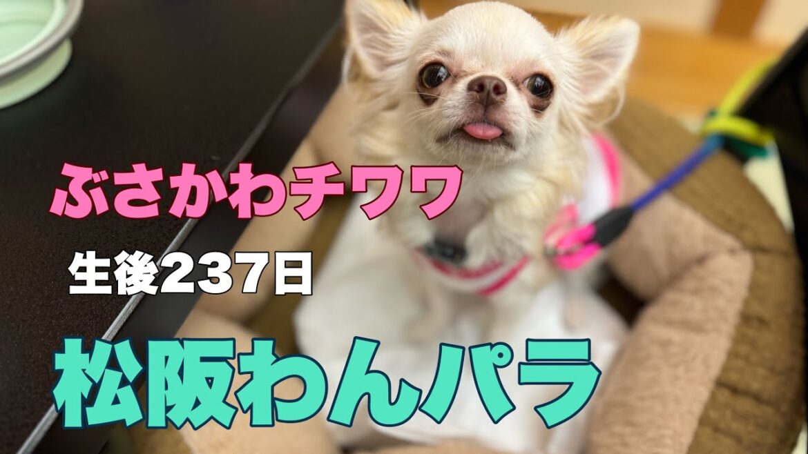 ぶさかわチワワりん。生後237日松阪わんパラにて
