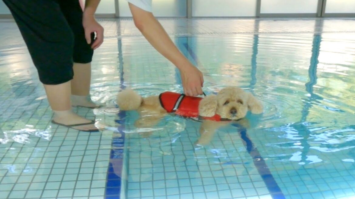 生まれて初めてプールに入った大きいトイプードルの反応が可愛すぎたｗ【デカプー】【トイプードルのロアくん】【toy poodle】
