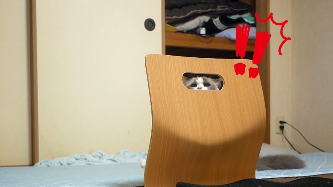 掃除機が怖すぎて隙間からチラ見するラグドールのんちゃん😂