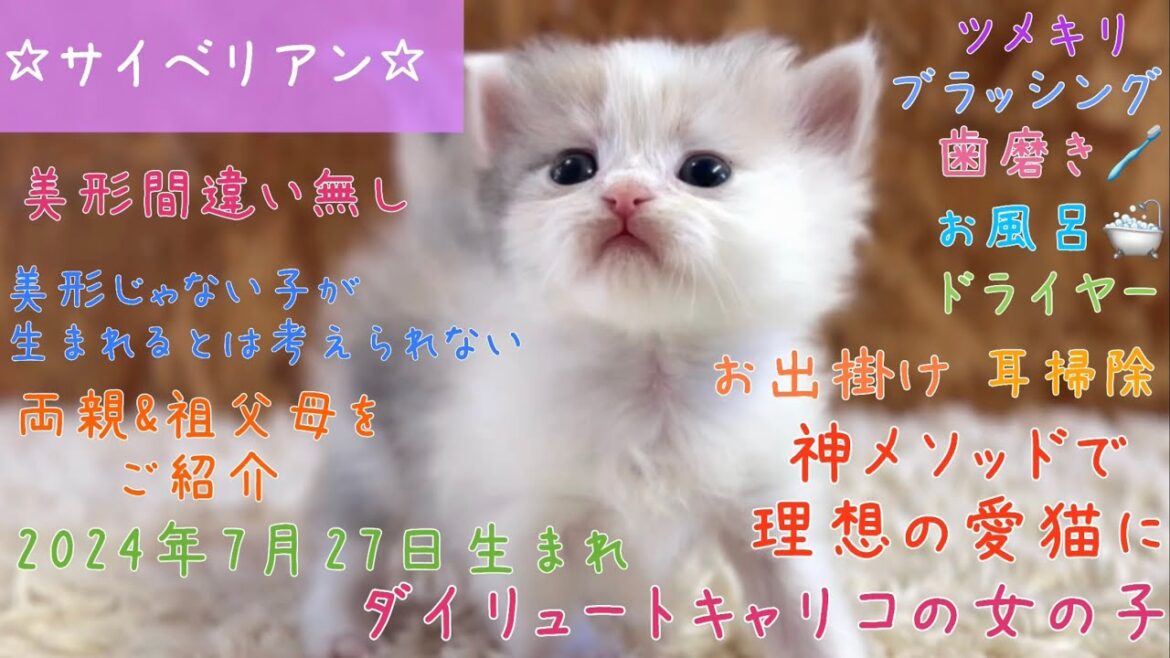 【ナナハチ’s ROOM】サイベリアン☆ダイリュートキャリコの女の子① 20240901