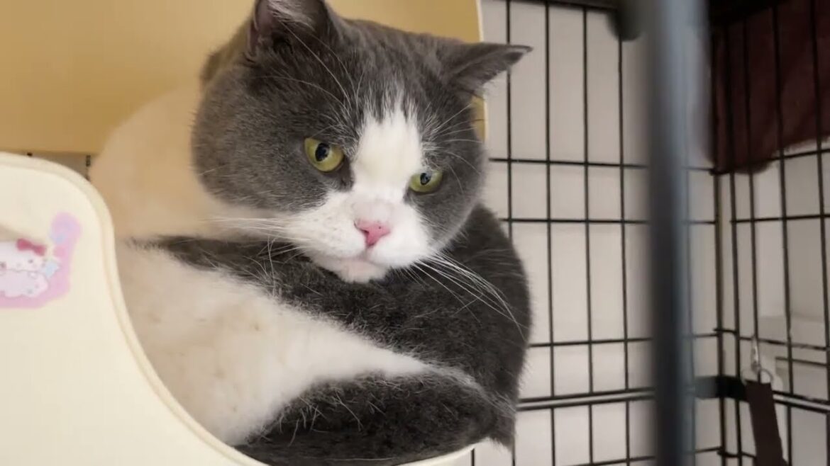 【ブリティッシュショートヘア、ペルシャ】我が家の猫４匹を紹介しちゃいます♪