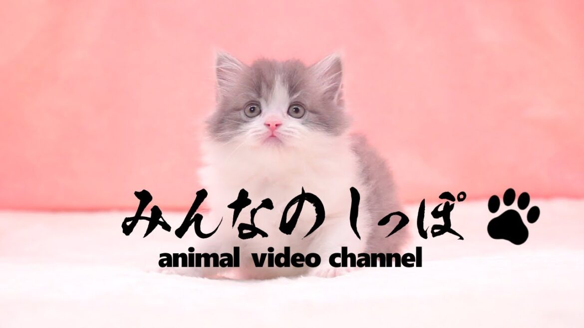 みんなのしっぽ【 サイベリアン / R6070702-2 】