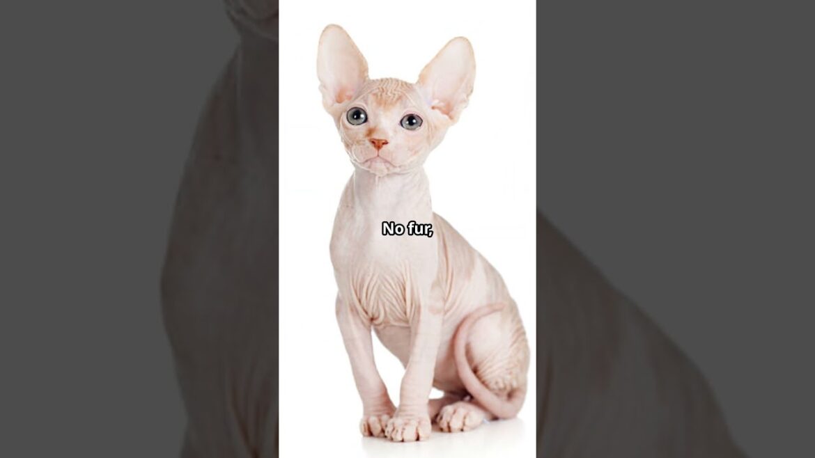 Top 10 most Beautiful Cat Breeds! 😻