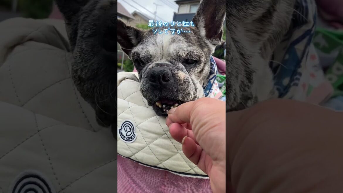 French  Bulldog  Chobo 新しいハーネスなのダッ❣️#フレンチブルドッグ #15歳のわんこ #犬の散歩 #犬のハーネス #shorts