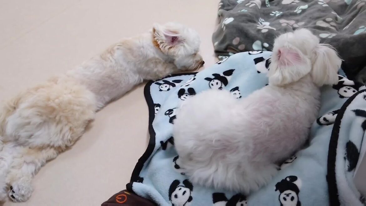 お尻モッフリまったりマルプー兄妹　🐶ひみつきちなう！②🐶  2024年9月1日