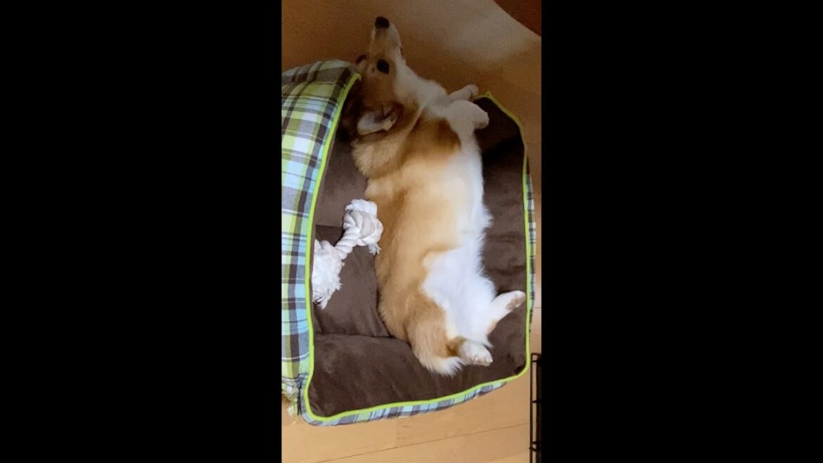 起き上がるコーギー / Corgi getting up #corgi #コーギー #サクラ