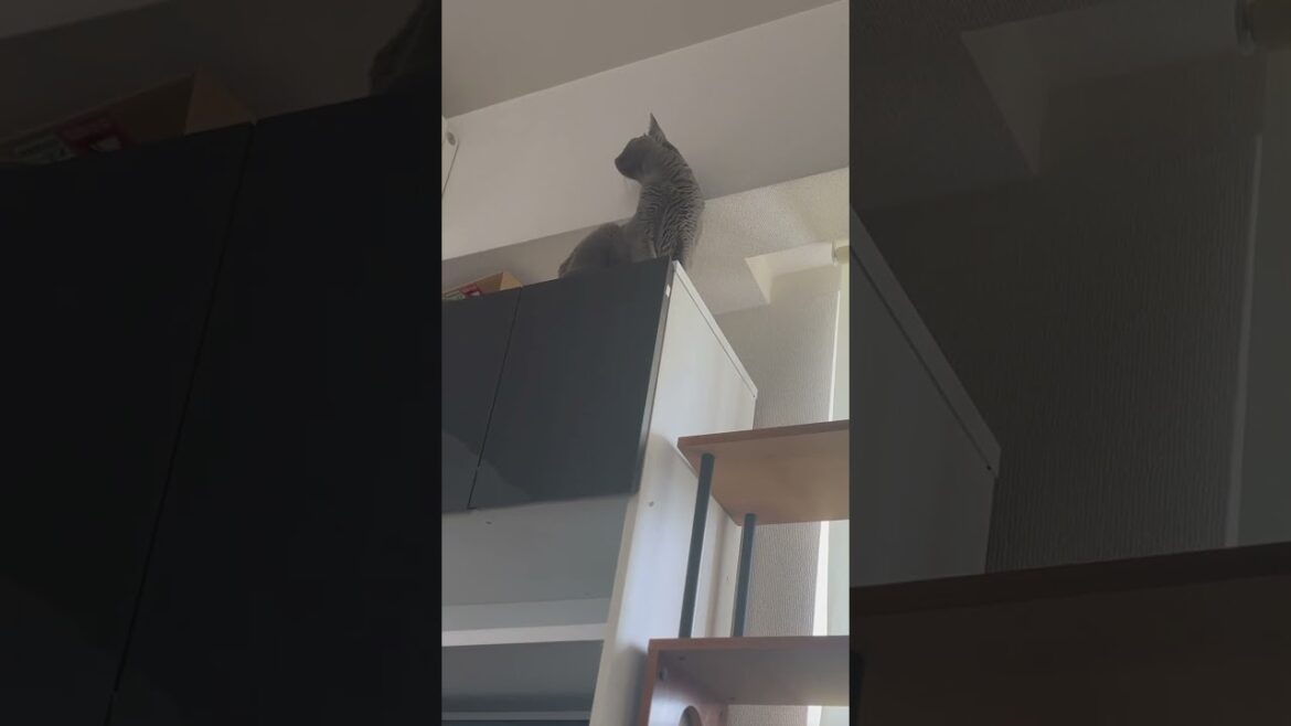 ウィルの毎日 425 うちの短いキャットウォーク。 #ロシアンブルー #RussianBlue ウィルの毎日 425 うちの短いキャットウォーク。 #ロシアンブルー #RussianBlue