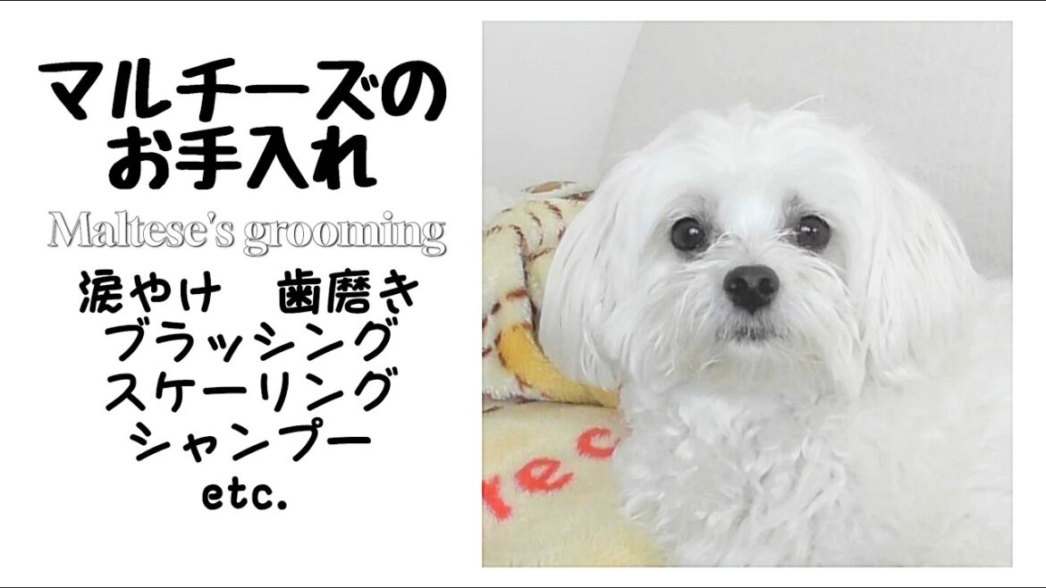 マルチーズのお手入れ8か月間の全記録|これから犬を飼う方に|Maltese grooming record for 8 months マルチーズのお手入れ8か月間の全記録|これから犬を飼う方に|Maltese grooming record for 8 months