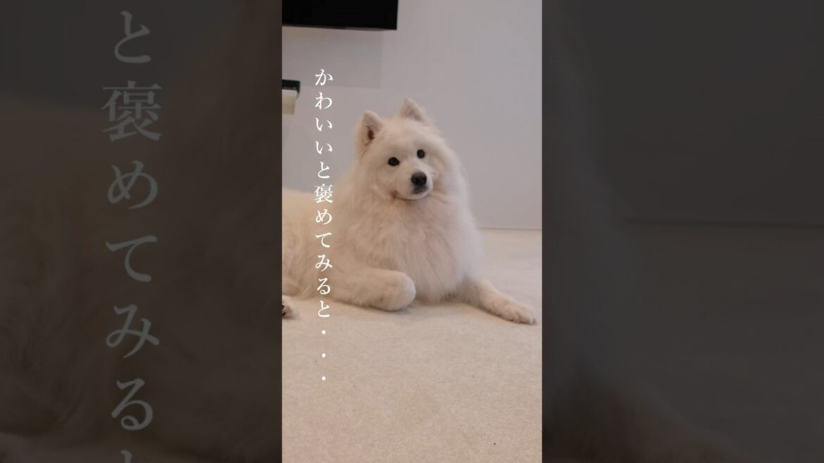 嬉しいとサモエドスマイルをしてくれる犬　 #サモエド #samoyed