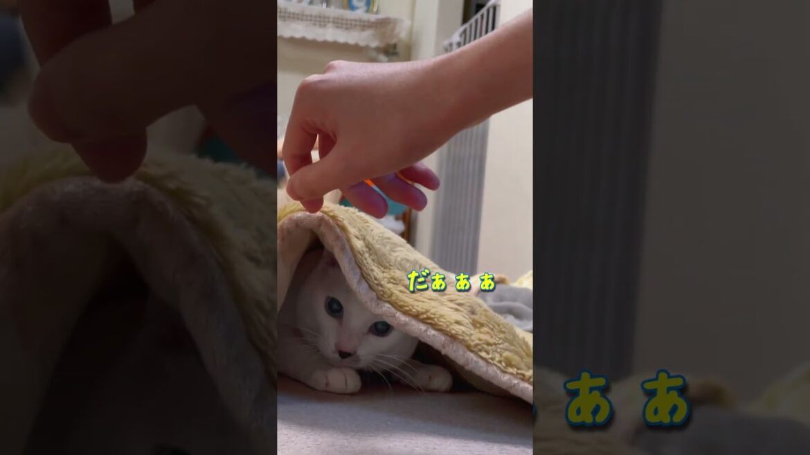 カーペットに潜む白い悪魔 カーペットに潜む白い悪魔