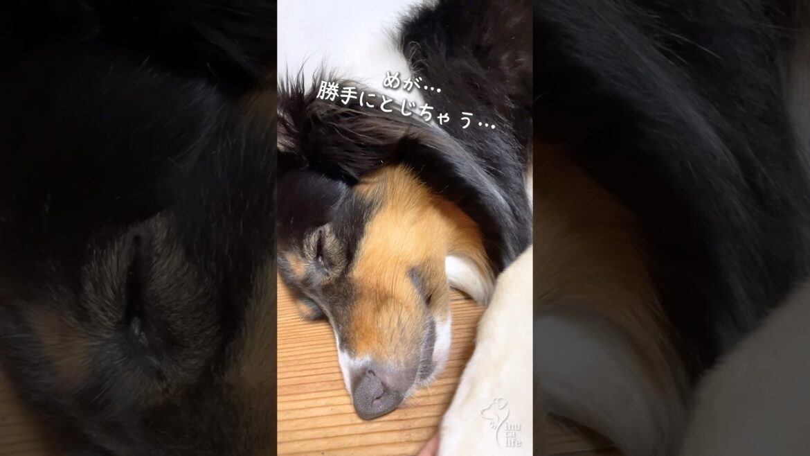 甘えん坊な犬の寝る瞬間が可愛い#オーストラリアンシェパード  #犬のいる暮らし