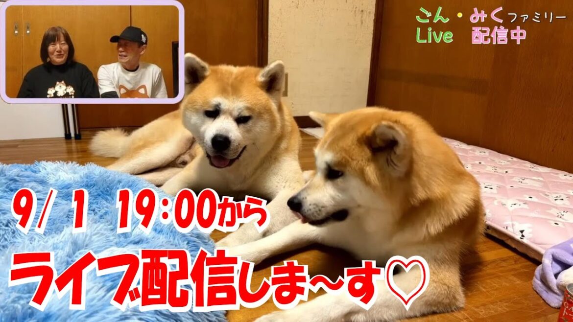 ごん・みくファミリー♡　ライブ配信♪　秋田犬【ごん・みく チャンネル】
