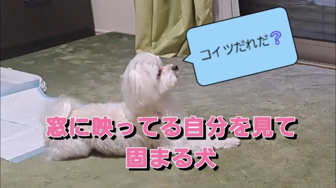 【マルチーズ】 窓に映った自分に固まる犬が可愛すぎた💕