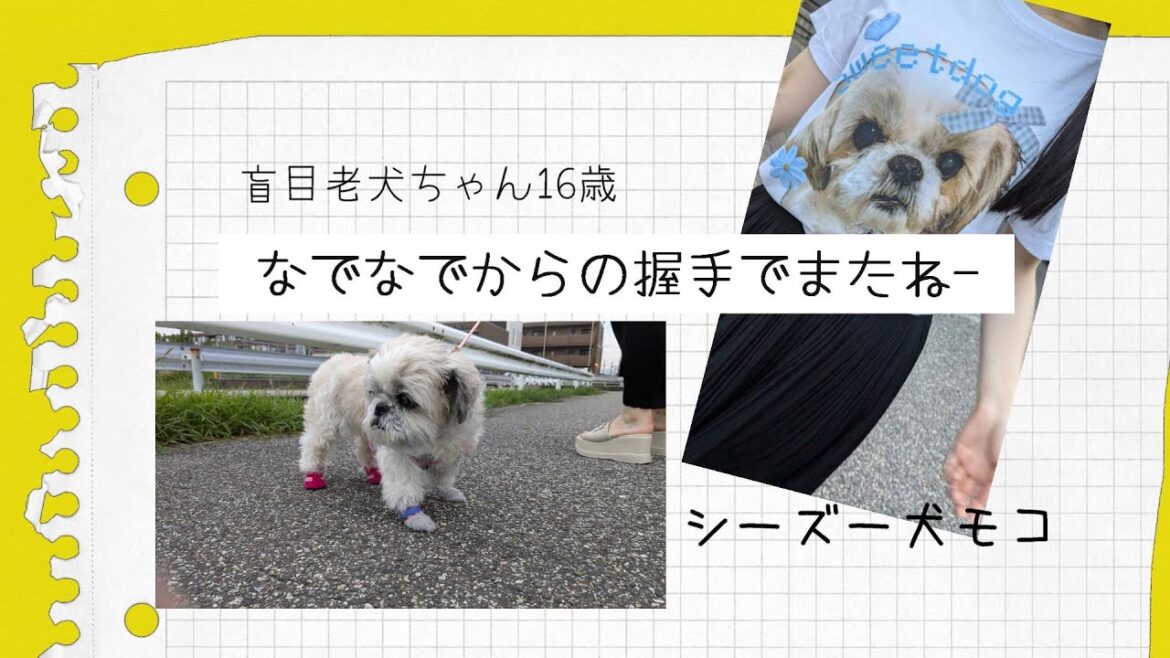 【シーズー犬モコ】盲目老犬ちゃん16歳なでなでからの握手でまたねー
