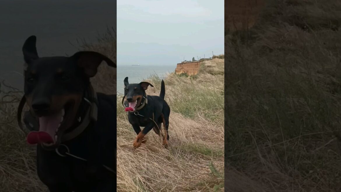 ⚡Рубик⚡Гроза⚡птички на море ягдтерьер german jagdterrier hunting dog nature
