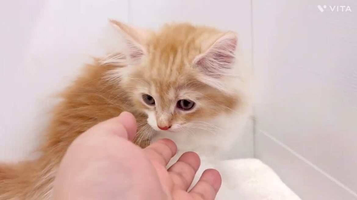 【ノルウェージャンフォレストキャット】元気いっぱい甘えんぼ、プレミアムなノルちゃん 【ノルウェージャンフォレストキャット】元気いっぱい甘えんぼ、プレミアムなノルちゃん