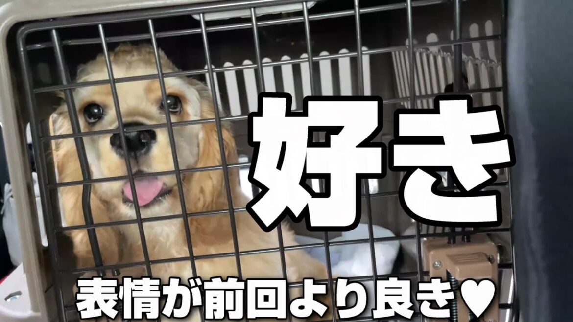 【第3話】新しいキャリーケースで動物病院に行ってきた！！！