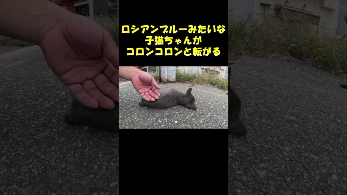 ロシアンブルーみたいな子猫ちゃんがコロンコロンと転がる #野良猫 #猫 #cat ロシアンブルーみたいな子猫ちゃんがコロンコロンと転がる #野良猫 #猫 #cat