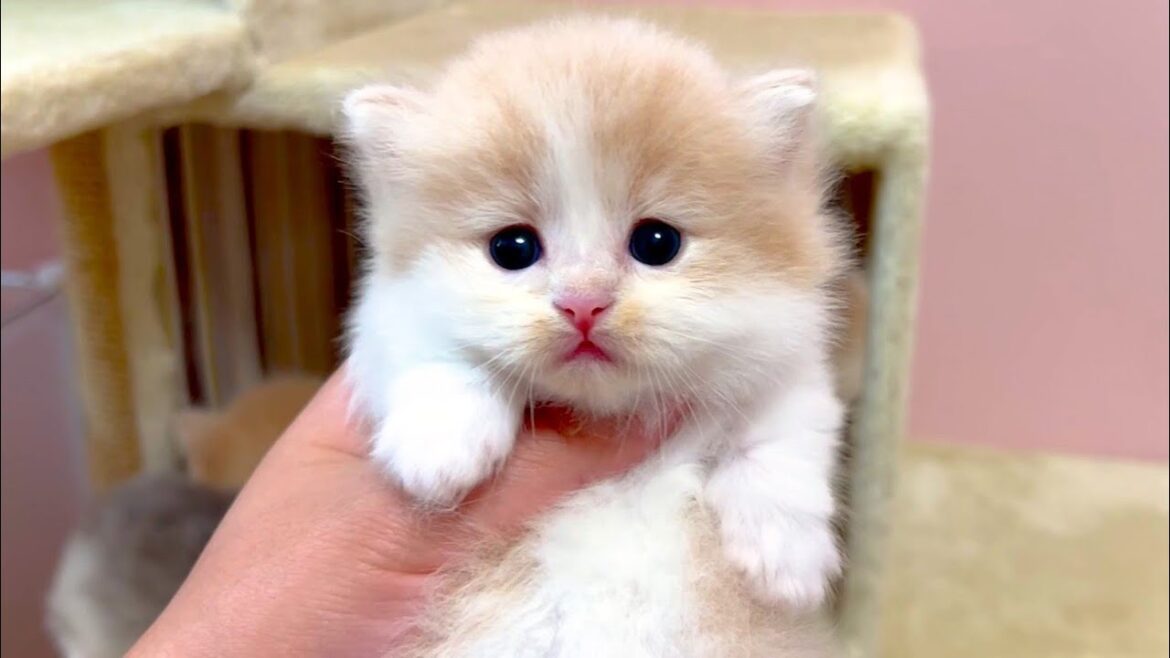 【マンチカンの子猫】外に出ると怖くて緊張してるのが可愛い件 ~猫のいる生活Vol.1009~出産動画 マンチカン短足・ミヌエット・ペルシャ猫専門ブリーダー『ペット蔵人』【子猫の成長記録】 【マンチカンの子猫】外に出ると怖くて緊張してるのが可愛い件 ~猫のいる生活Vol.1009~出産動画 マンチカン短足・ミヌエット・ペルシャ猫専門ブリーダー『ペット蔵人』【子猫の成長記録】