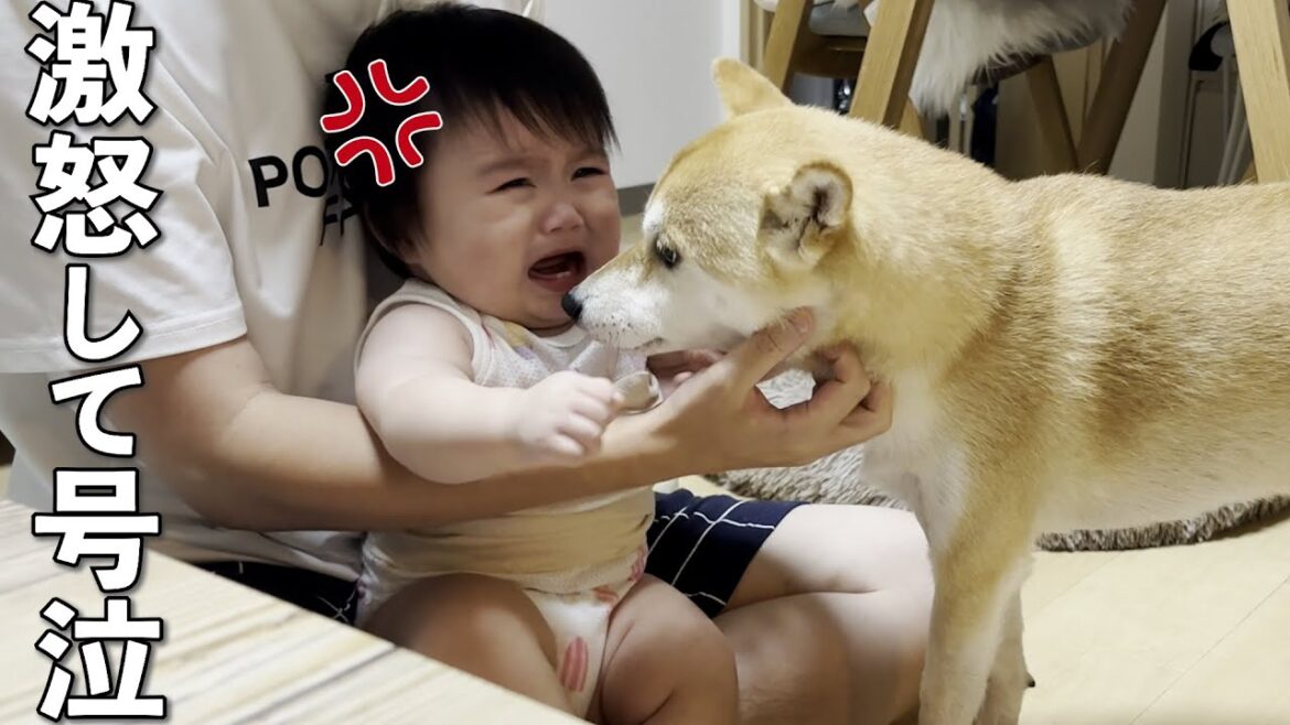 怒りながら号泣する赤ちゃんにタジタジになりながらも心配する柴犬