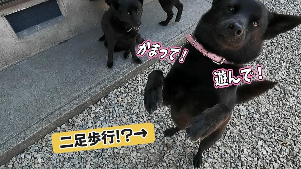 【甲斐犬】かまって欲しい時にする行動とは? 【甲斐犬】かまって欲しい時にする行動とは?