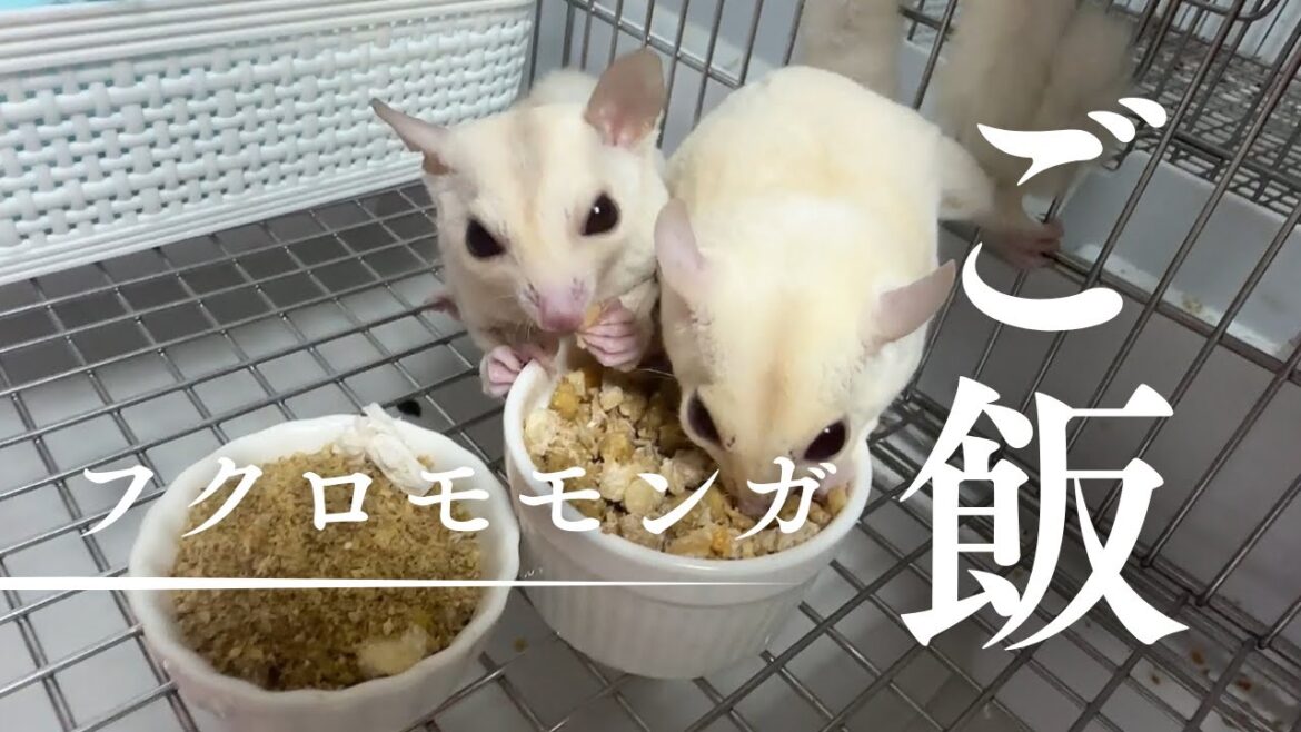 【フクロモモンガ】ご飯タイム 【フクロモモンガ】ご飯タイム