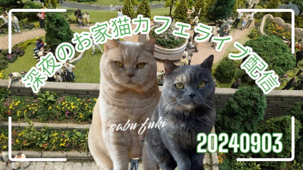 深夜のお家猫カフェライブ配信 167 深夜のお家猫カフェライブ配信 167