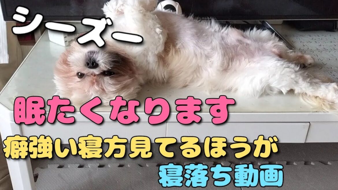 シーズー見てるほうが眠たくなります、茶太郎の癖強い寝方。#シーズー犬 #可愛い#