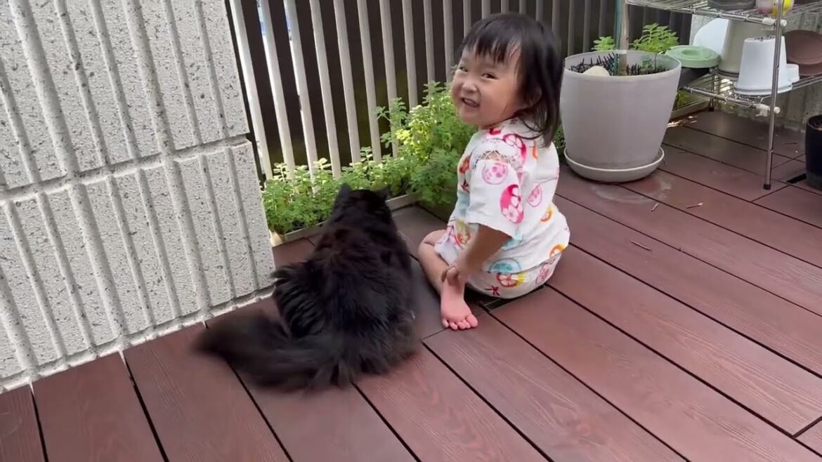 子猫の餌を盗み食いする猫　ラガマフィンA cat stealing food. Ragamuffin.