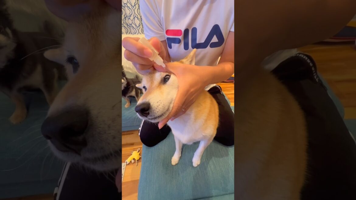 目薬頑張るポン🐶💦#柴犬 #チワワ #shorts